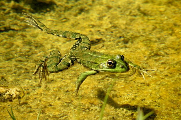 Photo vue rapprochée d'une grenouille dans l'étang