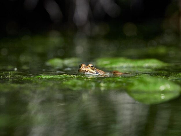 Photo vue rapprochée d'une grenouille dans l'étang