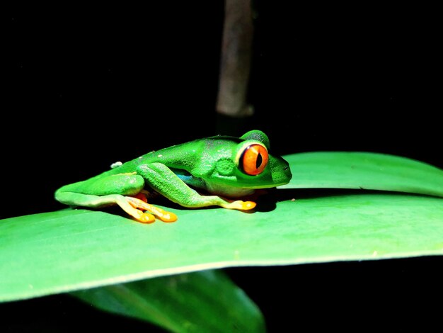 Photo vue rapprochée d'une grenouille sur une feuille