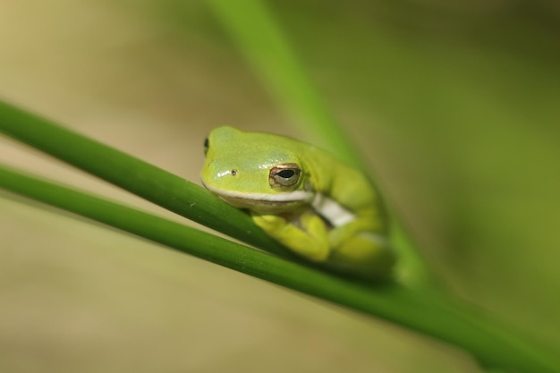 Photo vue rapprochée d'une grenouille sur une feuille