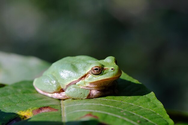 Photo vue rapprochée d'une grenouille sur des feuilles