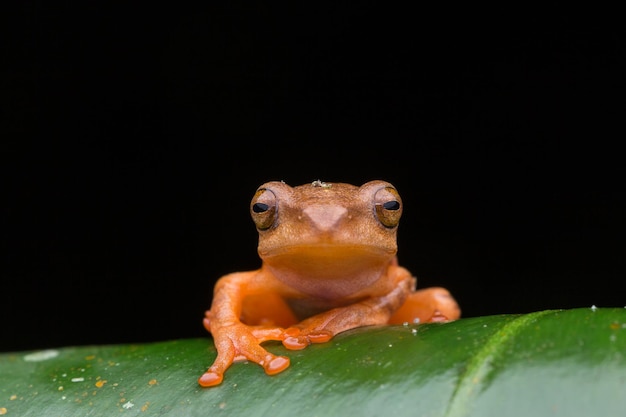 Photo vue rapprochée d'une grenouille sur un fond noir