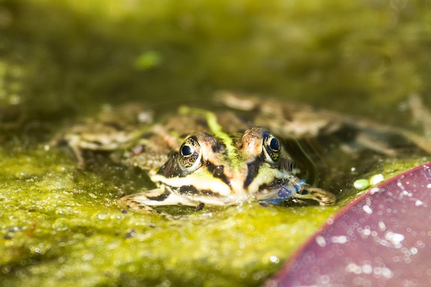 Photo vue rapprochée d'une grenouille nageant dans l'eau