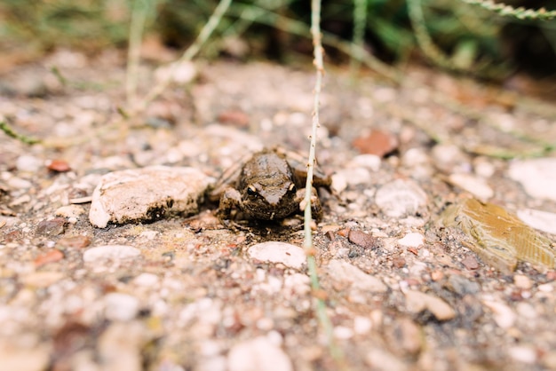 Vue rapprochée d'une grenouille sur terre