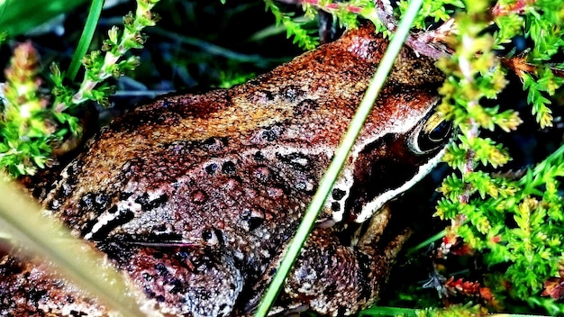 Vue rapprochée de la grenouille