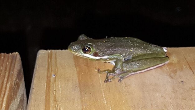 Vue rapprochée de la grenouille