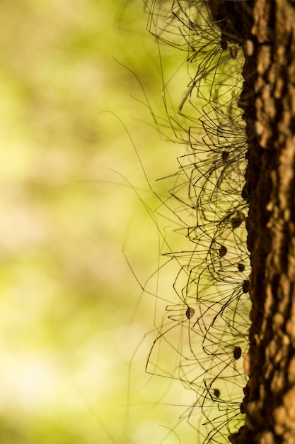 Vue rapprochée d&#39;un groupe d&#39;araignées Opiliones sur un arbre.