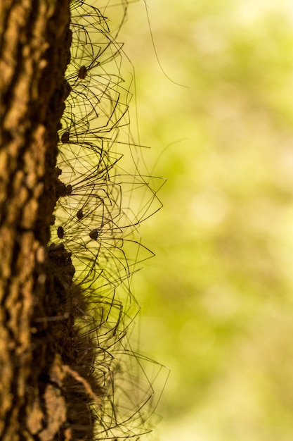 Photo vue rapprochée d'un groupe d'araignées opiliones sur un arbre.
