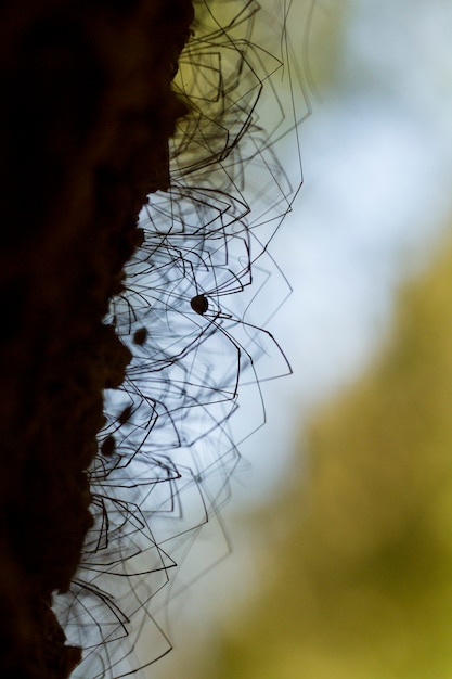 Photo vue rapprochée d'un groupe d'araignées opiliones sur un arbre.