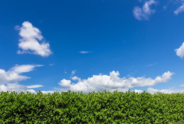 Vue rapprochée de la haie contre le ciel bleu