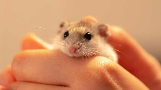 Photo vue rapprochée d'un hamster nain tenant la main