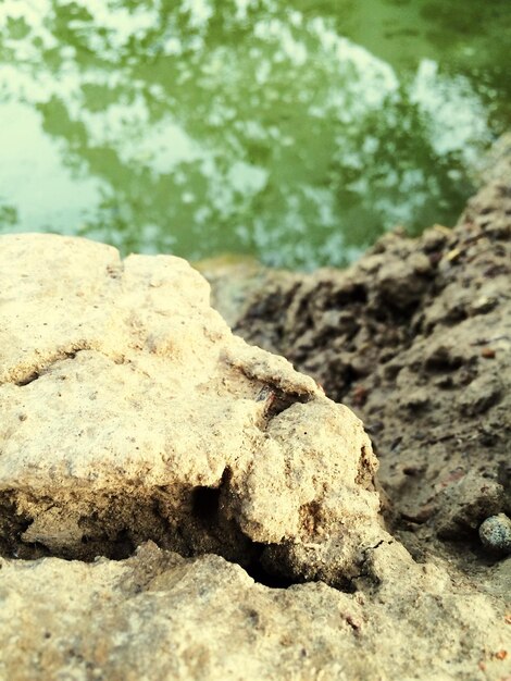 Vue rapprochée de l'herbe dans l'eau