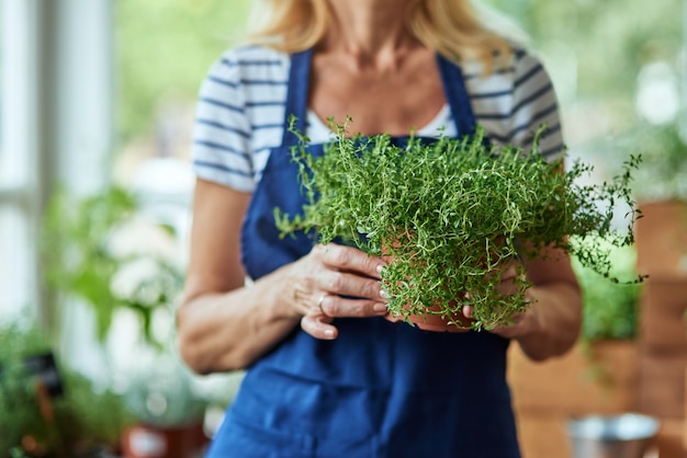 Vue rapprochée d'herbe épicée poussant en pot