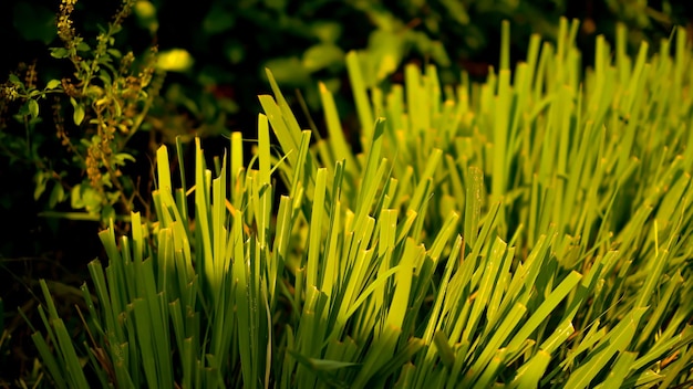 Photo vue rapprochée de l'herbe jaune sur le terrain