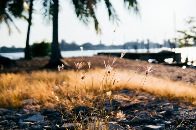 Photo vue rapprochée de l'herbe lalang séchée