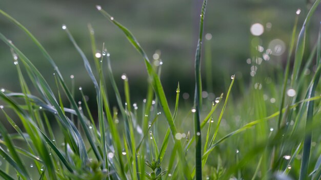 Vue rapprochée de l'herbe mouillée sur le champ pendant la saison des pluies