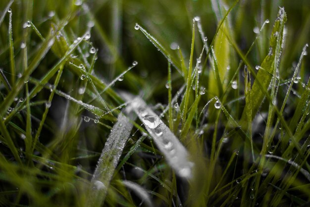 Vue rapprochée de l'herbe mouillée sur le champ