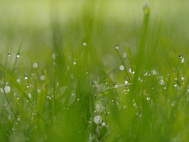 Photo vue rapprochée de l'herbe mouillée