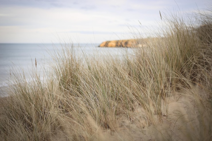Photo vue rapprochée de l'herbe par la mer contre le ciel