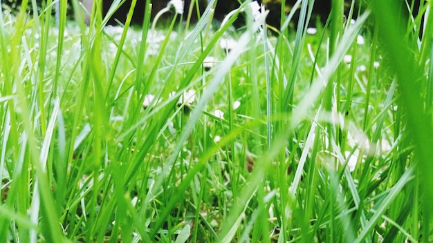 Photo vue rapprochée de l'herbe qui pousse sur un champ herbeux