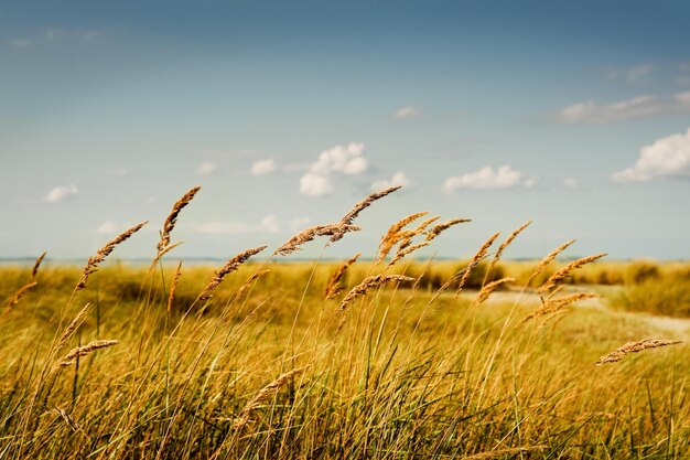 Photo vue rapprochée de l'herbe qui pousse sur le champ