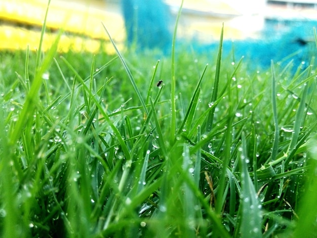 Vue rapprochée de l'herbe qui pousse sur le champ