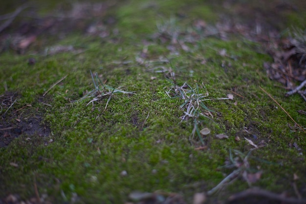 Vue rapprochée de l'herbe qui pousse dans le champ