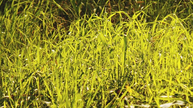 Photo vue rapprochée de l'herbe qui pousse dans le champ