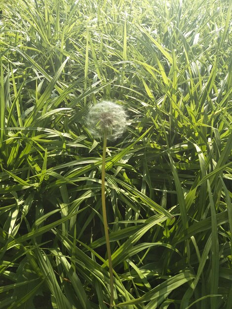 Photo vue rapprochée de l'herbe qui pousse dans le champ