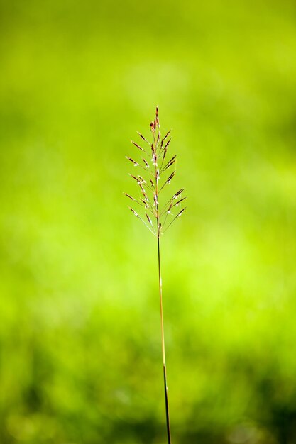 Photo vue rapprochée de l'herbe sauvage