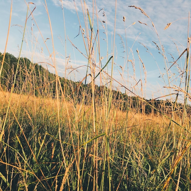 Photo vue rapprochée de l'herbe sur le terrain contre le ciel