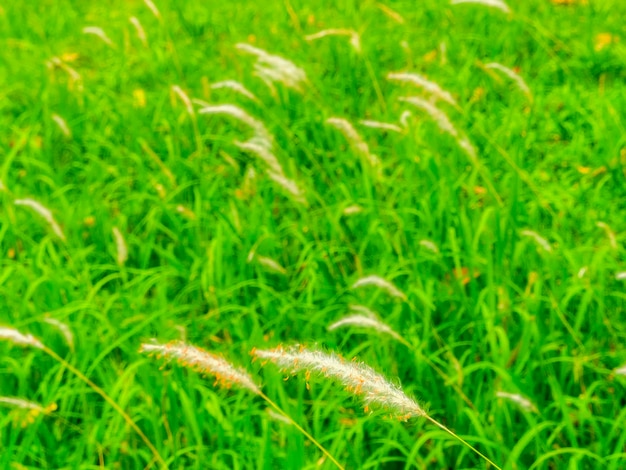 Photo vue rapprochée de l'herbe sur le terrain