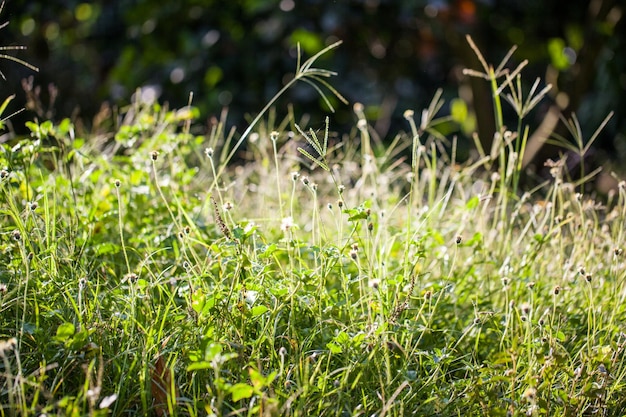 Photo vue rapprochée de l'herbe verte fraîche dans le champ