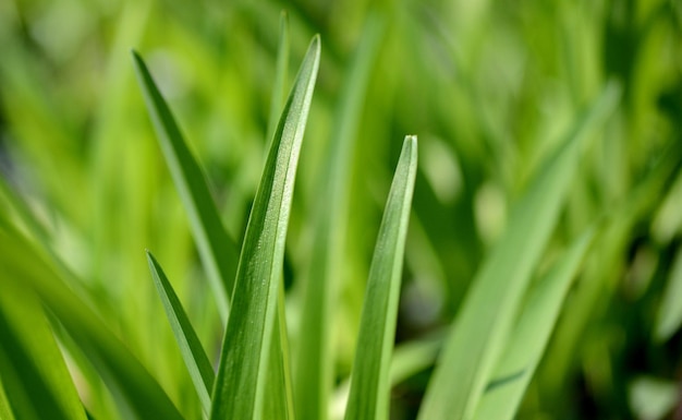 Photo vue rapprochée de l'herbe verte fraîche