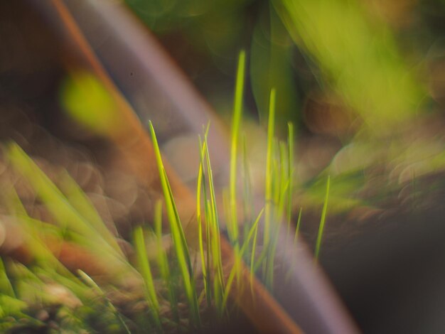 Photo vue rapprochée de l'herbe verte fraîche