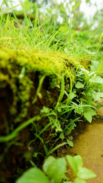 Vue rapprochée d'une herbe verte