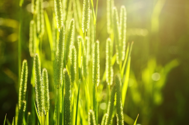 Vue rapprochée de l'herbe verte