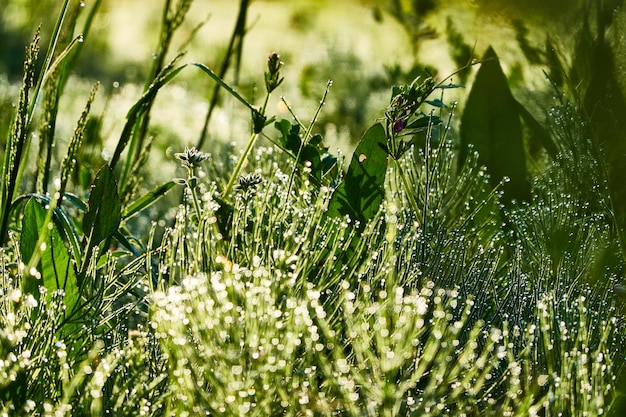 Vue rapprochée de l'herbe