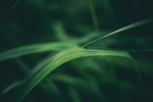 vue rapprochée de l'herbe