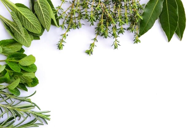 Photo vue rapprochée des herbes sur fond blanc