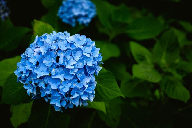 Photo vue rapprochée de l'hortensia bleue