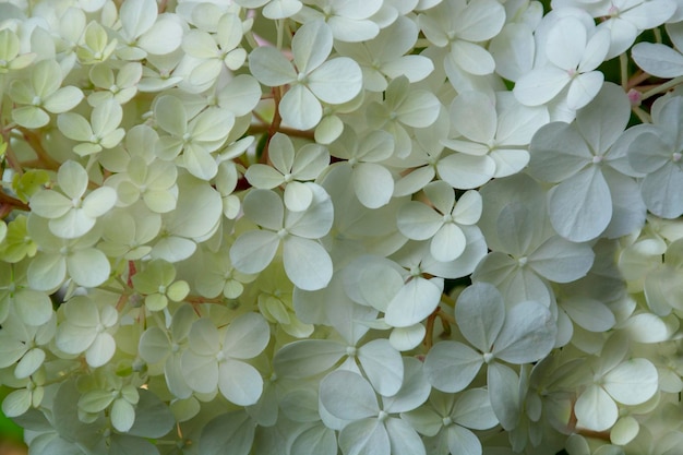 Vue rapprochée de l'hortensia à fleurs luxuriantes avec des feuilles vertes des fleurs d'hortensias blanches en fleurs des fleurs fraîches d'été dans le jardin des buissons d'hurtensia colorés