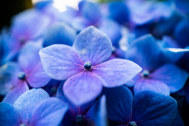Vue rapprochée de l'hortensia pourpre
