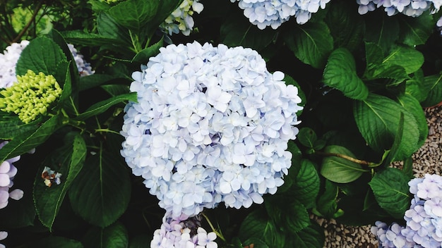 Vue rapprochée des hortensias blanches