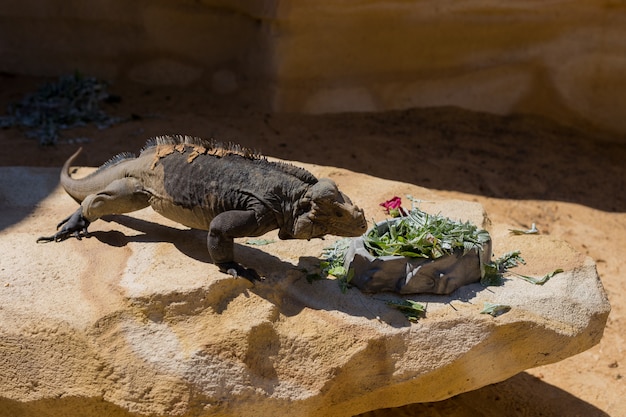 Vue rapprochée de l'iguane dans le zoo. Heure d'été.