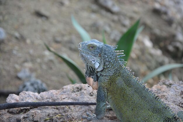 Photo vue rapprochée de l'iguane sur le rocher