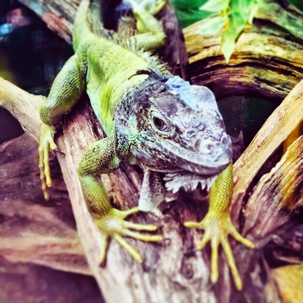 Photo vue rapprochée de l'iguane sur le tronc