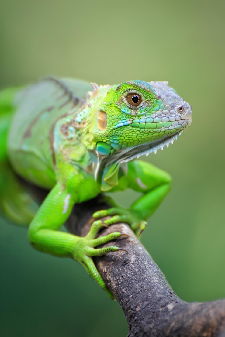Photo vue rapprochée de l'iguane
