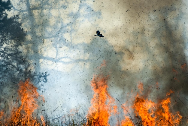 Vue rapprochée d'un incendie de forêt