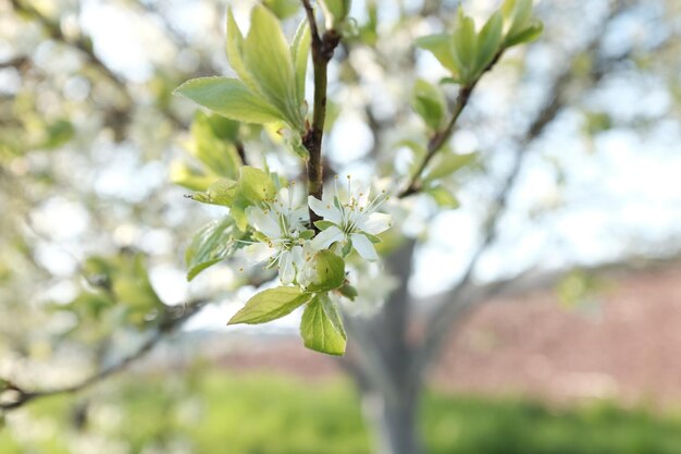 Vue rapprochée d'un insecte sur un arbre à fleurs